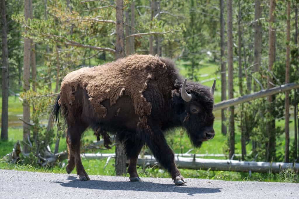 American bison walking along a forest road in Yellowstone National Park.